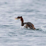 Titicaca Grebe