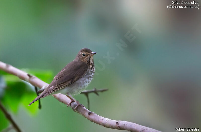 Swainson's Thrush