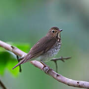 Swainson's Thrush