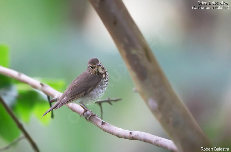 Swainson's Thrush