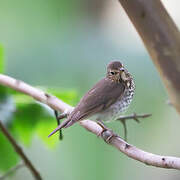 Swainson's Thrush