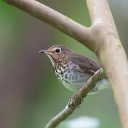 Swainson's Thrush