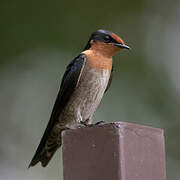 Pacific Swallow