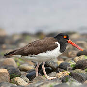 American Oystercatcher