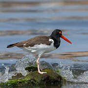 American Oystercatcher