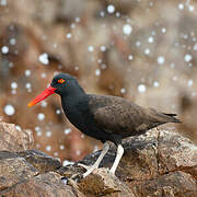 Blackish Oystercatcher