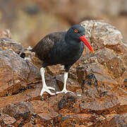 Blackish Oystercatcher