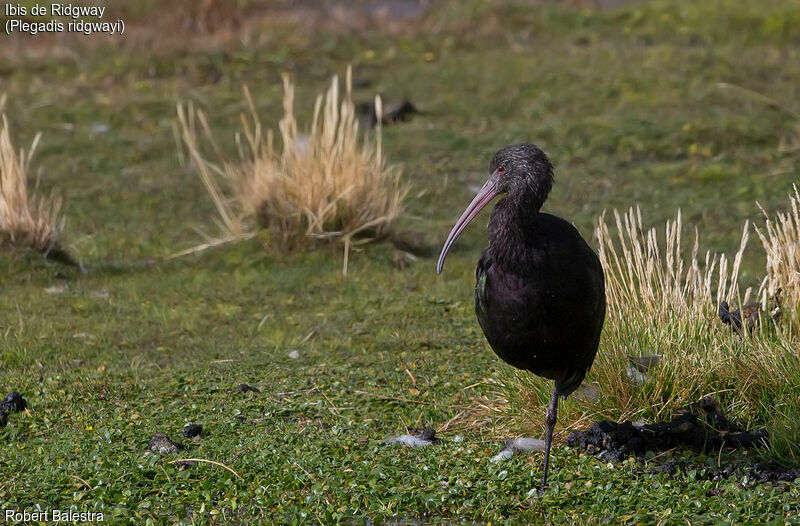 Ibis de Ridgway