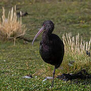 Puna Ibis