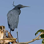 Aigrette ardoisée