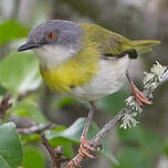 Apalis à gorge jaune