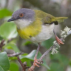 Apalis à gorge jaune