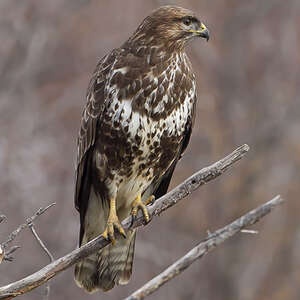 Buse variable