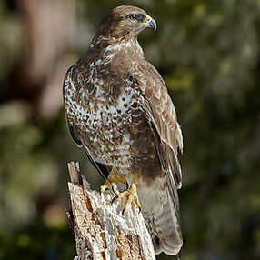 Buse variable