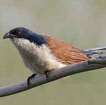 Coucal à nuque bleue