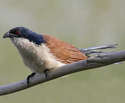 Coucal à nuque bleue