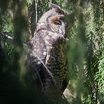 Hibou d'Abyssinie