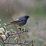 Rougequeue Noir Phoenicurus Ochruros