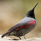 Tichodrome échelette