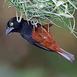 Tisserin noir et marron