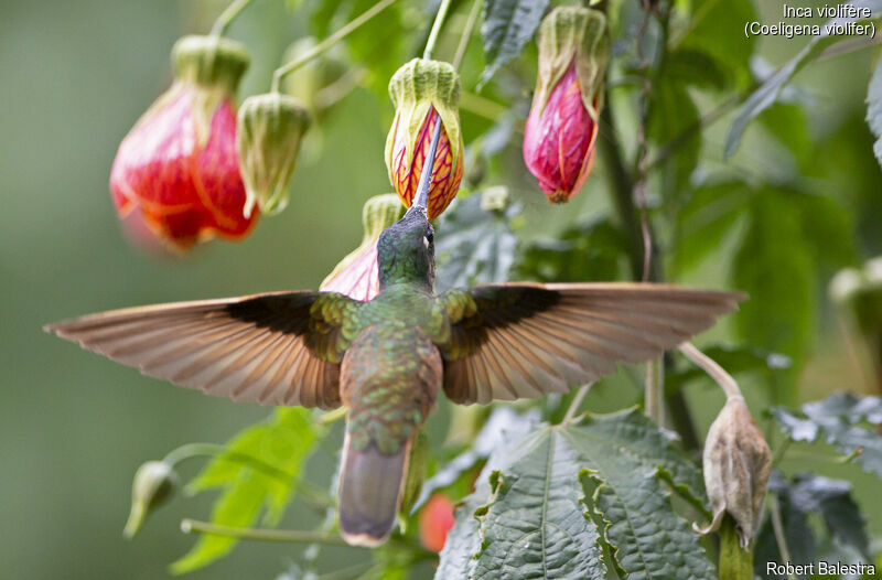 Violet-throated Starfrontlet