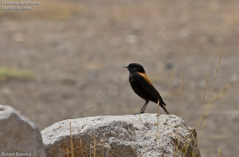 Andean Negrito male