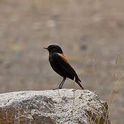 Andean Negrito