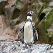 Humboldt Penguin