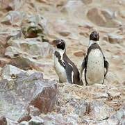 Humboldt Penguin