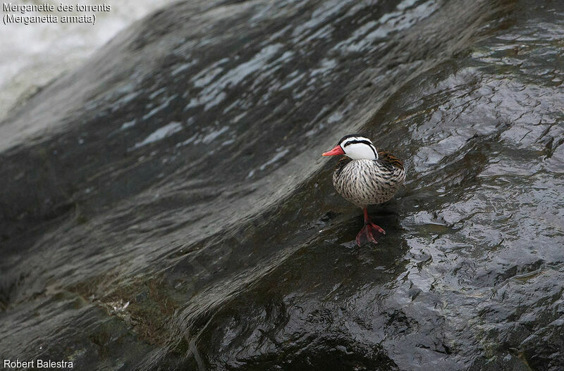 Torrent Duck male