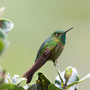 Tyrian Metaltail