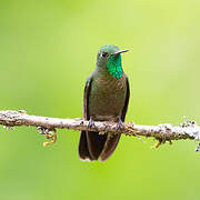 Tyrian Metaltail