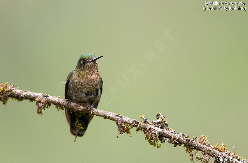 Tyrian Metaltail female