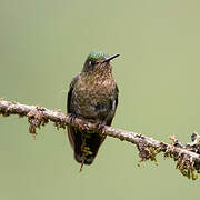 Tyrian Metaltail