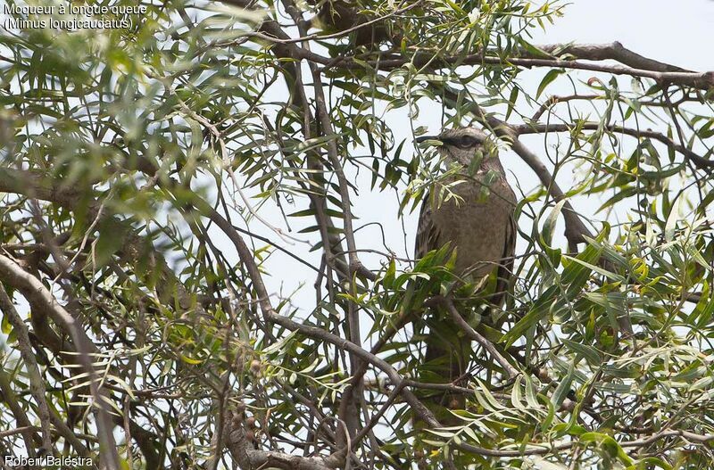 Long-tailed Mockingbird