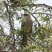 Long-tailed Mockingbird