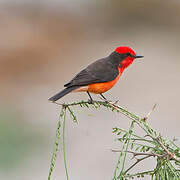 Vermilion Flycatcher