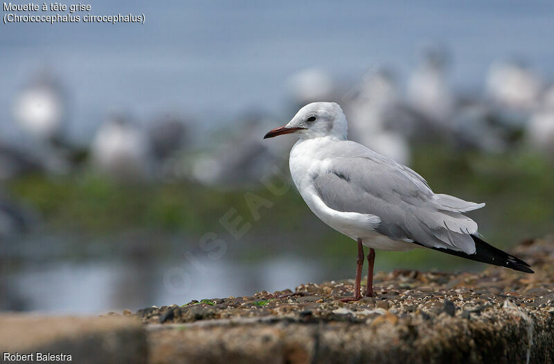 Mouette à tête grise