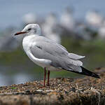 Mouette à tête grise