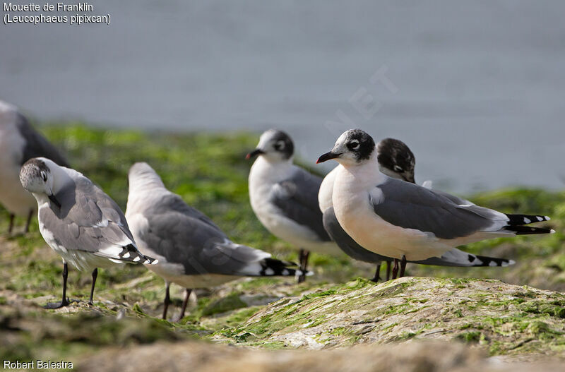 Franklin's Gull