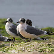 Franklin's Gull