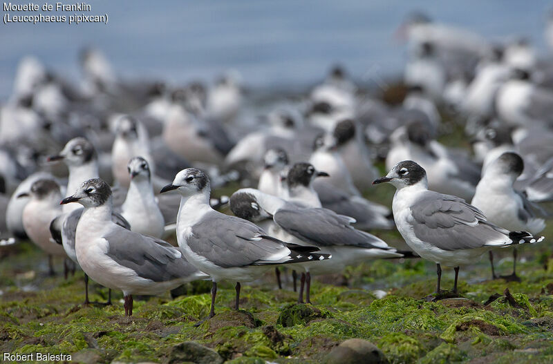 Mouette de Franklin