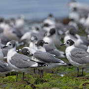 Franklin's Gull