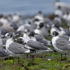 Mouette de Franklin