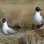 Mouette des Andes