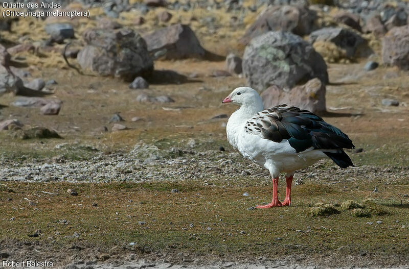 Andean Goose