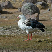 Andean Goose