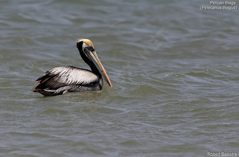 Peruvian Pelican