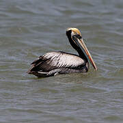 Peruvian Pelican