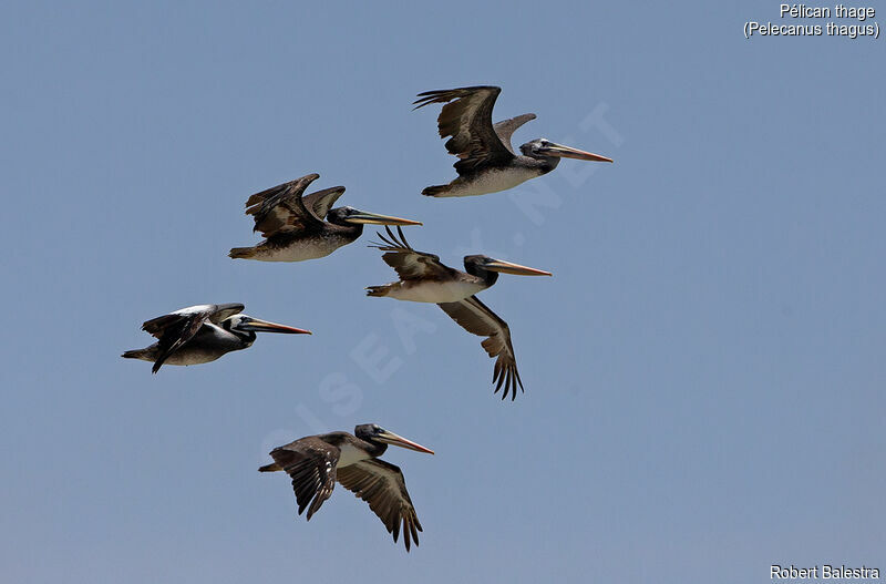 Peruvian Pelican